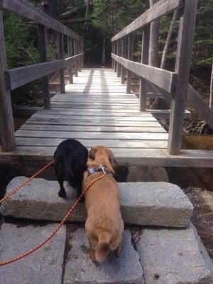 Bridge over the river