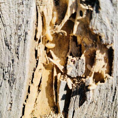 Drywood termites