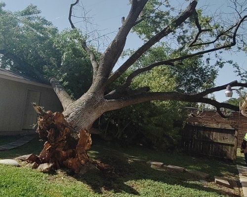 Emergency tree job