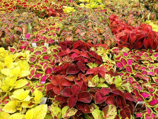 Coleus Color!