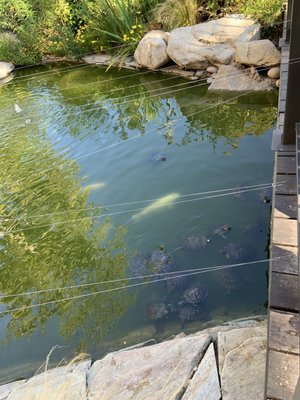 Plenty of turtles and koi fish roaming these waters