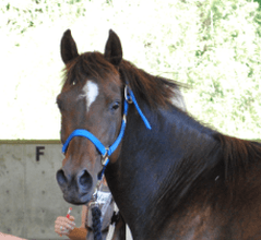 We use horses!  Our programs are set apart because our teachers are the horses themselves.  They will give you insight you never dreamed of!