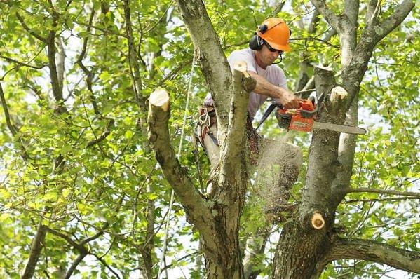 Tree Trimming