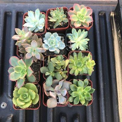 Dozen succulents!