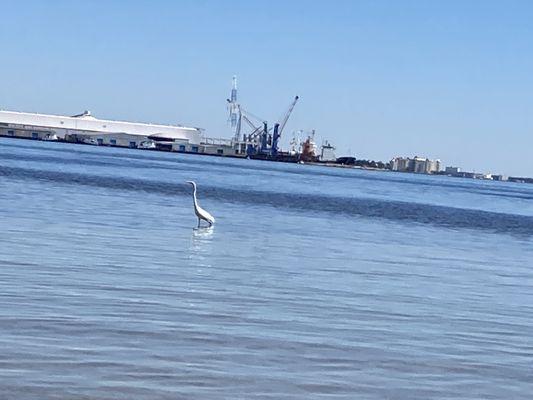 Egret fishing near the beach