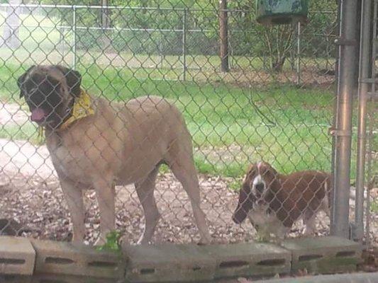 Sadie, 200lbs English Mastiff Cisero, 60lb Basset Hound Owned by Laura, Calvin and Alex Carter, Grooming by Shelby Cryer of Groomingdales