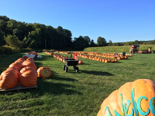 Whitcomb's Land of Pumpkins and Corn Maze