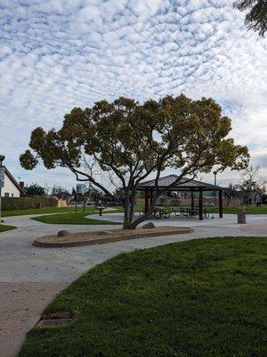 Tree in the park