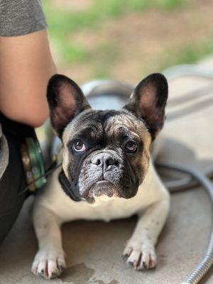 Max the frenchie puppy went through our puppy program