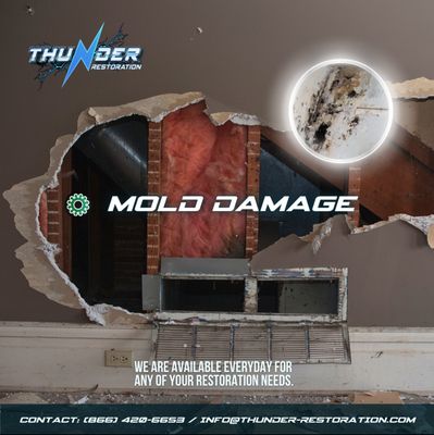 Mold making you sick? Thunder Restoration is certified and licensed to tackle the difficult struggles of removing mold from your residence.