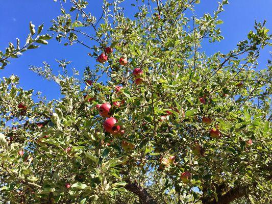 Apple trees