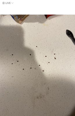 Just some of the ticks from designated dog walking area pulled off my puppy in my hotel room.