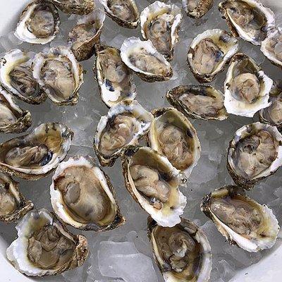 Freah Oysters