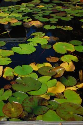 Lillies in our aquatic plant nursery.