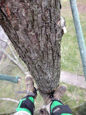 Bird's eye view of a tree trimming job mid-process