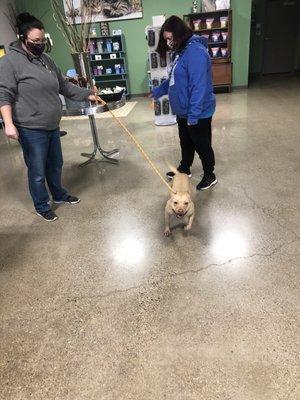 Sanderson Cooper is greeted by the 4 Legged Staff this morning in Livonia, MI