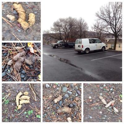 There are broke down Cars/Vans/Trucks/Trailers that have sat in the parking lot for months. Oh and all the POOP!