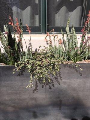 Steel planter with succulent mix