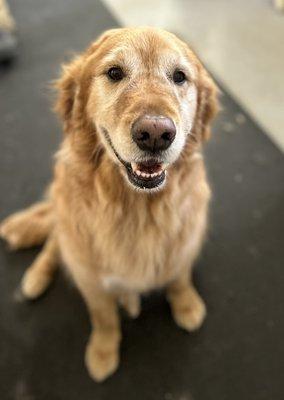 Everyone loves a Golden!