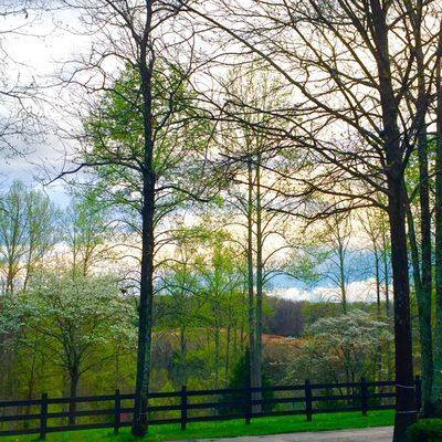 Beautiful pasture backdrop at www.topofwoodlan.com weddings