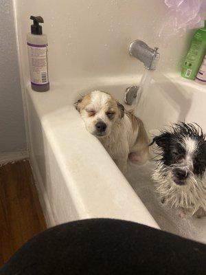 Nothing like a relaxing bath to put pups to sleep