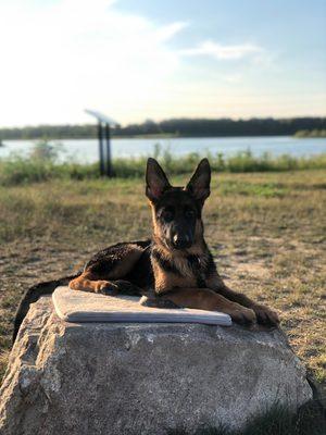 Kanan practicing his mat training at the lake