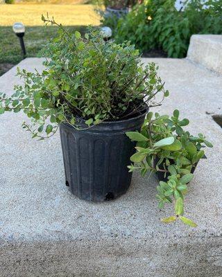 Golden Greek Oregano