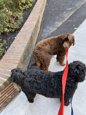 Oh my goodness not one but 2 brother and sister Labrafadoddles from Back Bay.  Meet Mosley and Olive