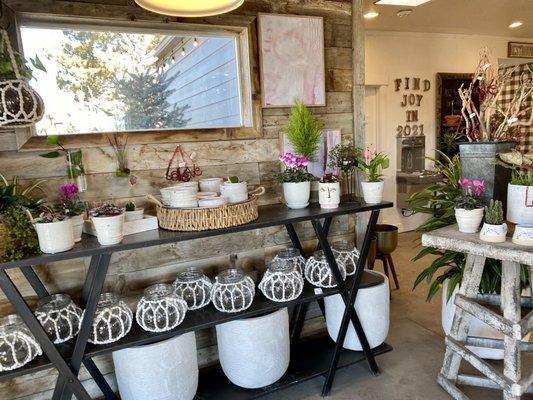 Planters, pretty cyclamen