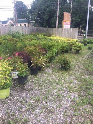 plants for sale (old location)