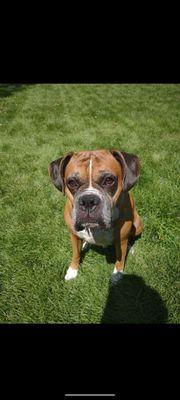 Jet the six year old Boxer