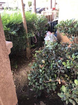 Trash and a bike. Who needs a storage unit when you can use the bushes?