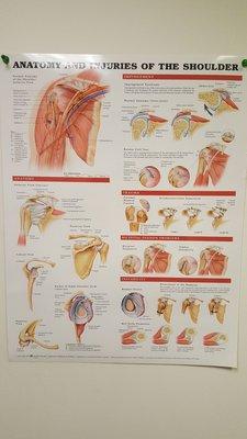 Muscle posters can be found in the therapy rooms for reference.