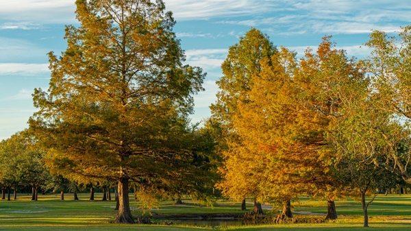 Cypress Trees in the Fall at the course