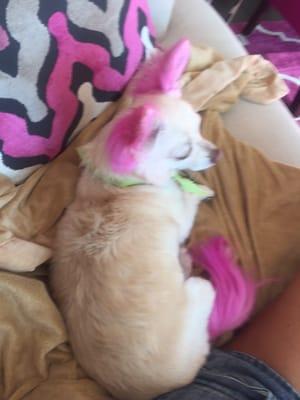 Angel after her grooming & pink 'Vivid Color System' add-on!! Her pink never rubbed off on my white furniture!