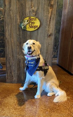 Luna doing some therapy dog training at Bass Pro looking to do some therapy dog work training contact us today