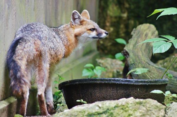 3-legged fox.  All the animals were rehabbed and deemed unable to return to the wild.