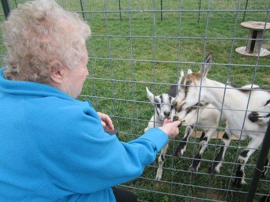 Visiting the farm.