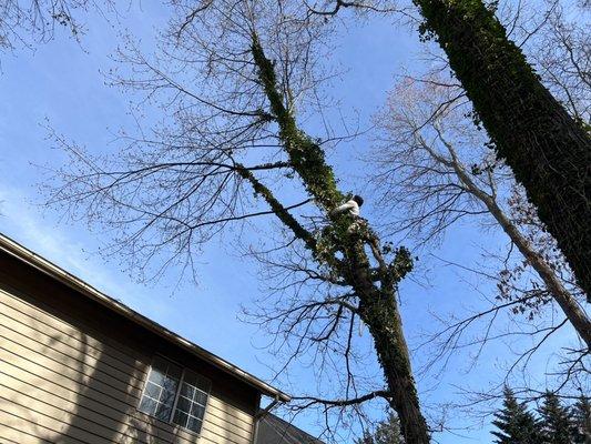 Removing a dead tree in a residential district