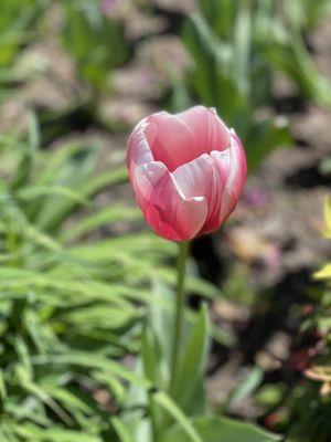 A beautiful pink tulip caught my eye outside the front of the main entrance. Pink tulips symbolize happiness.