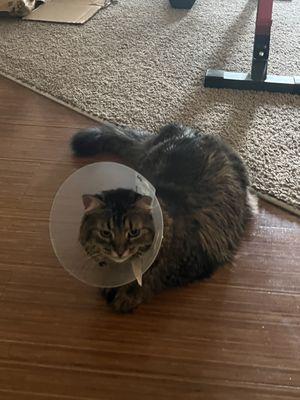 Cat cone of shame