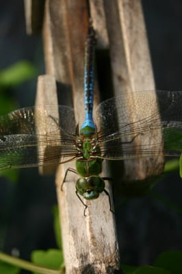 One of our usual customers stops to enjoy the sun~