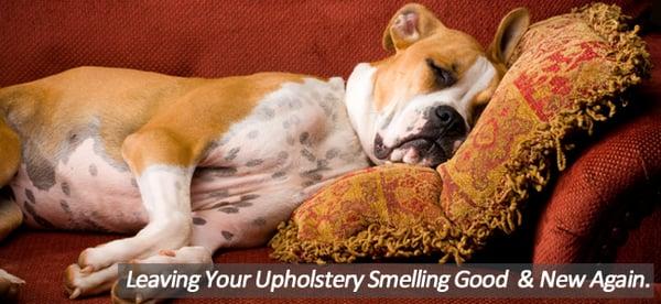 Upholstery Cleaning