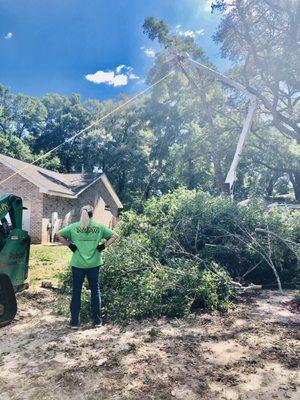 Taking down two large water oaks