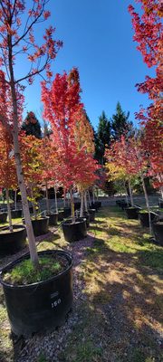 Large maple trees