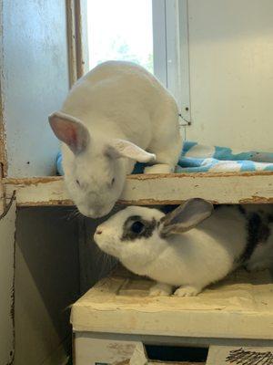 Rabbits at the shelter who were rescued after being dumped outside.