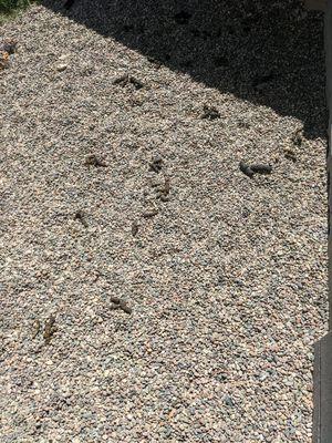 Rocks prior to cleaning.