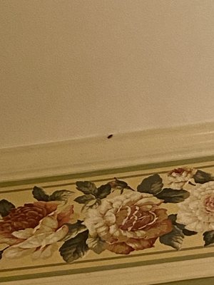 Live roach on bedroom ceiling