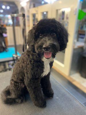 puppy's first haircut!