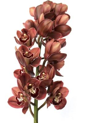 Lush Cymbidium Orchid